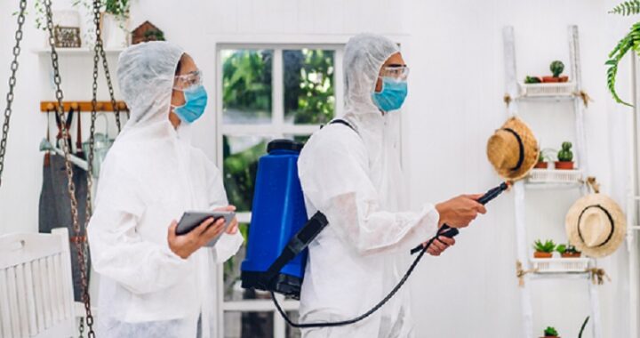 What Pest Control in Singapore Offers Beyond Removal
