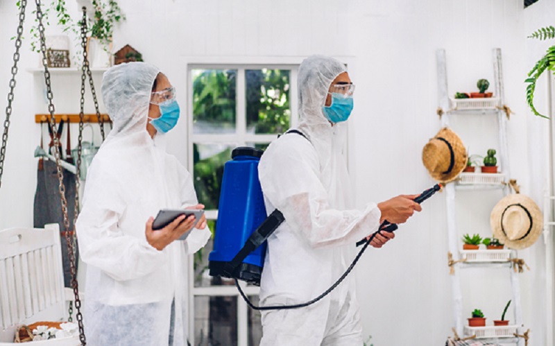 What Pest Control in Singapore Offers Beyond Removal